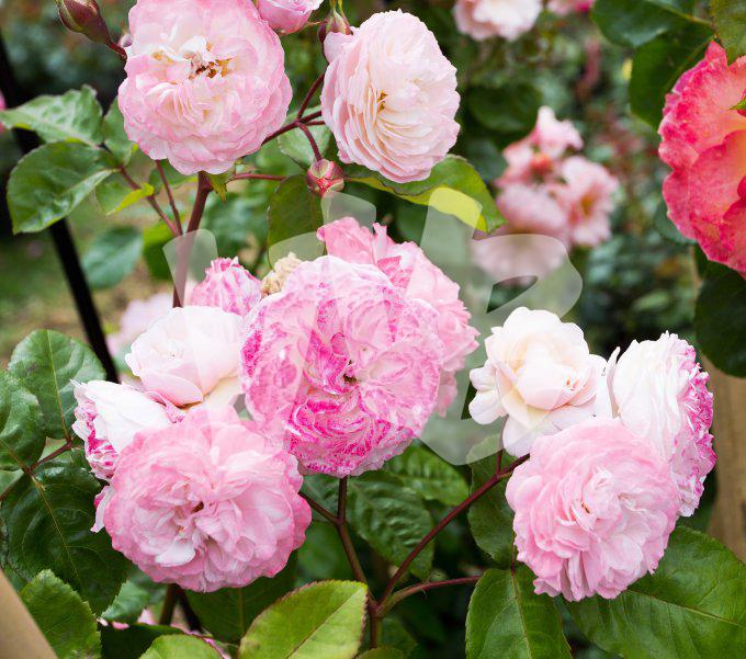bloemen en planten vvbvanbree     1100